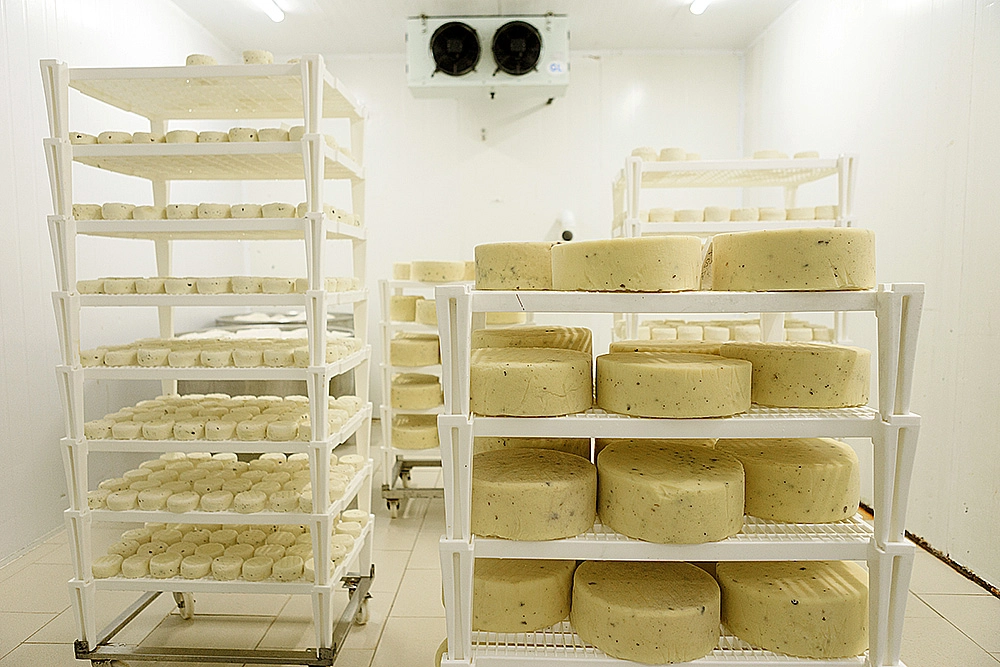 Cheese production in Moscow, Russia