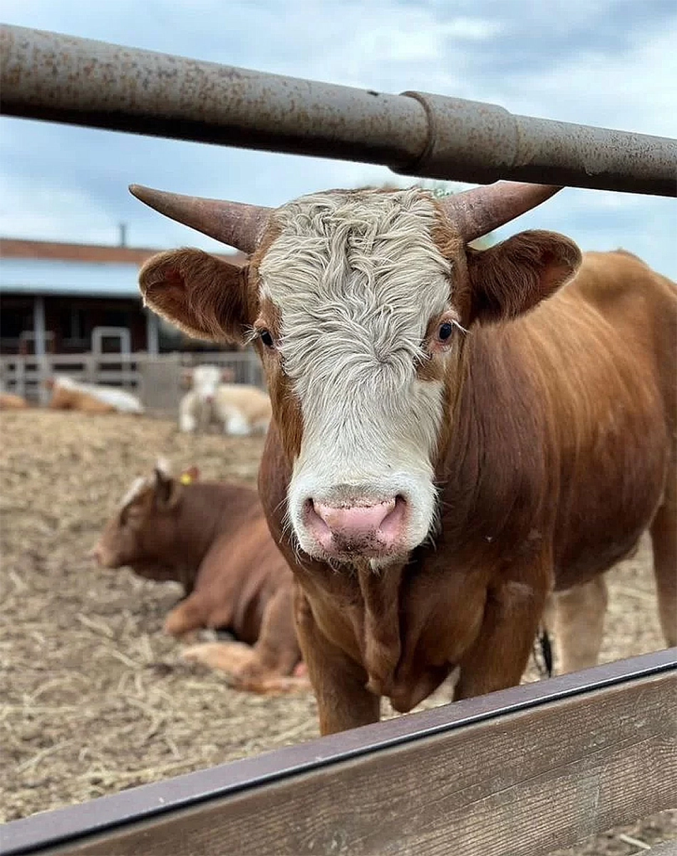 Livestock complex in Rostov region, Russia