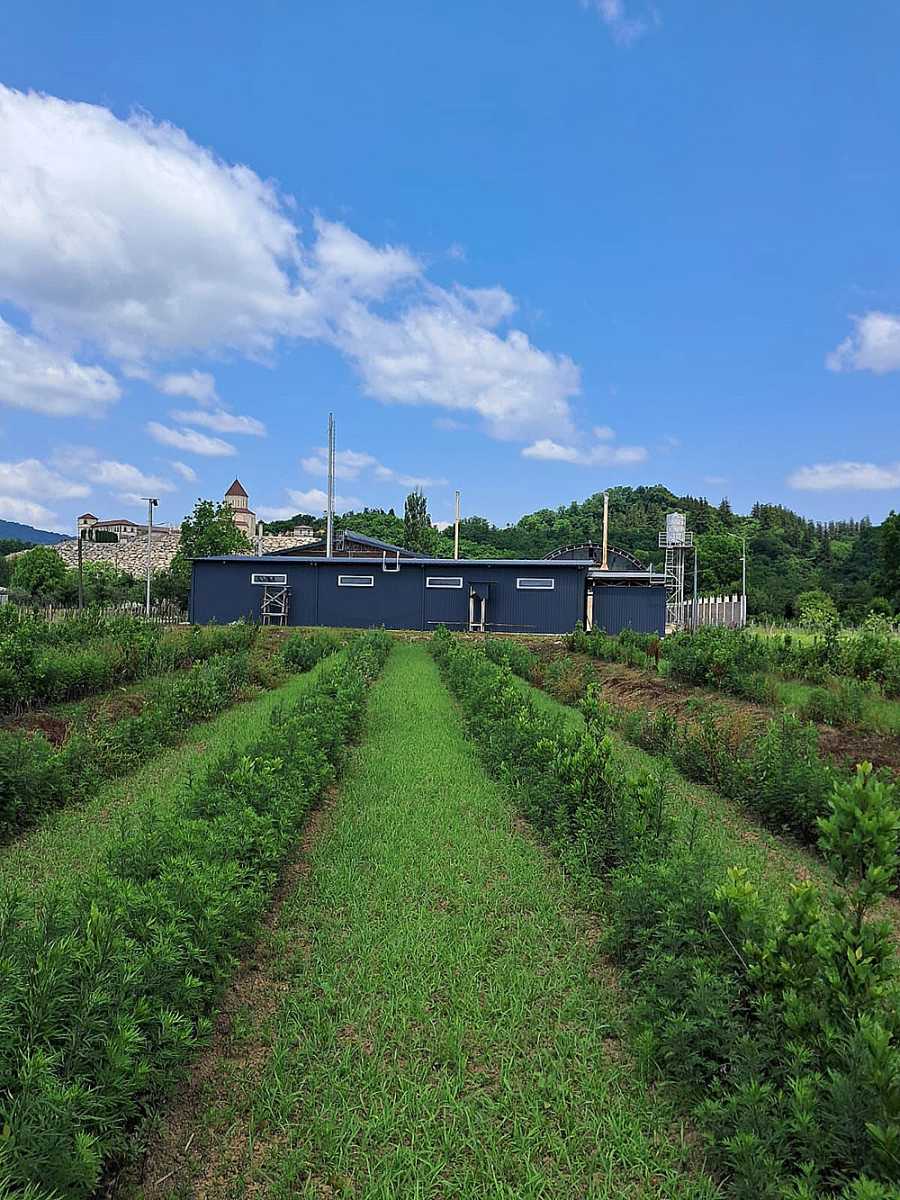 Bay leaf factory in Georgia