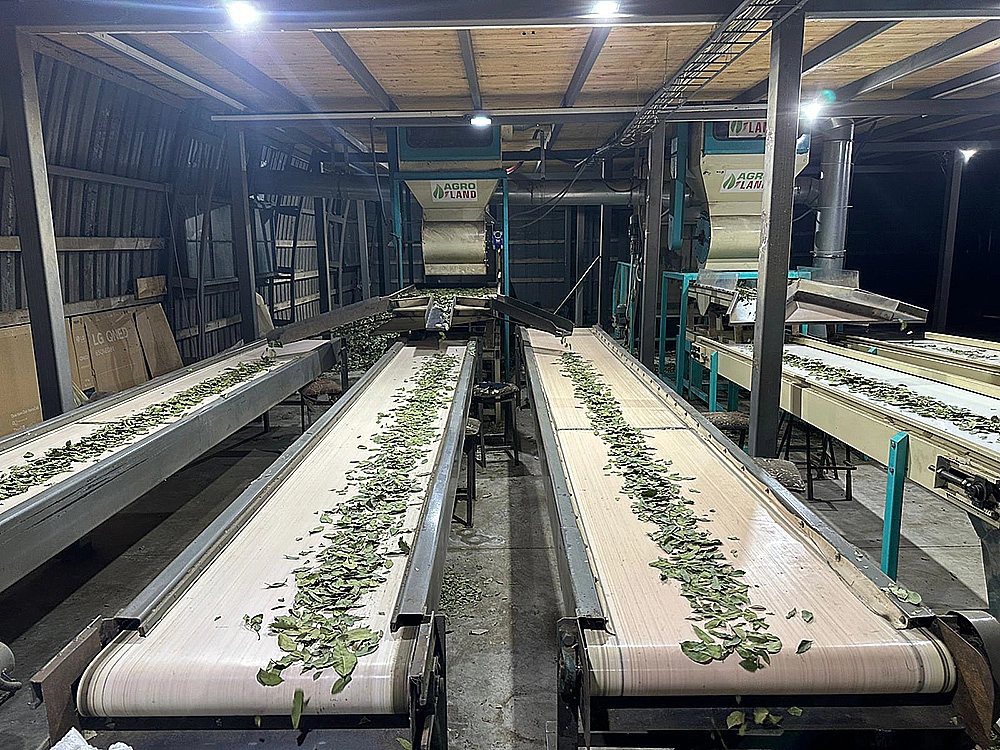 Bay leaf factory in Georgia