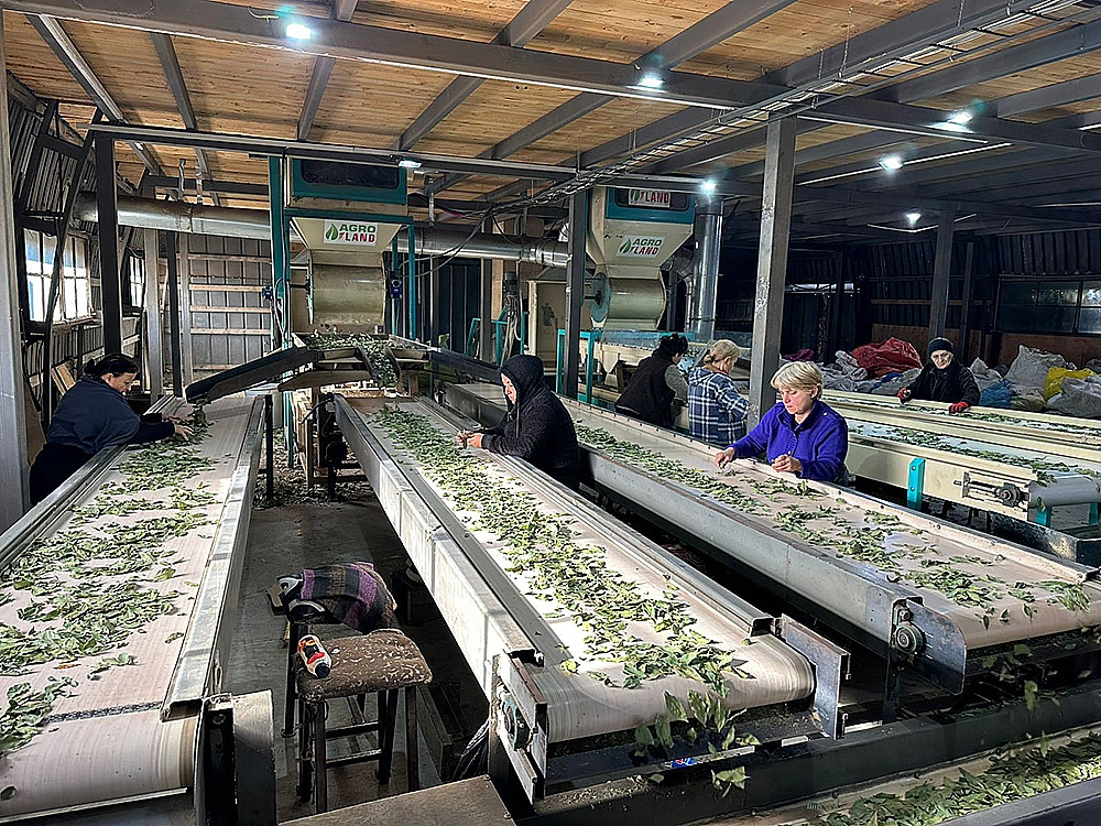Bay leaf factory in Georgia