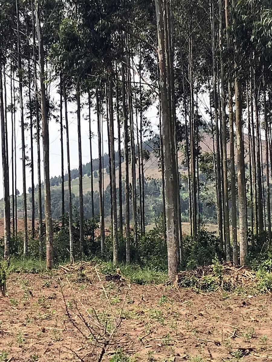 Altın madeni, Uganda'da