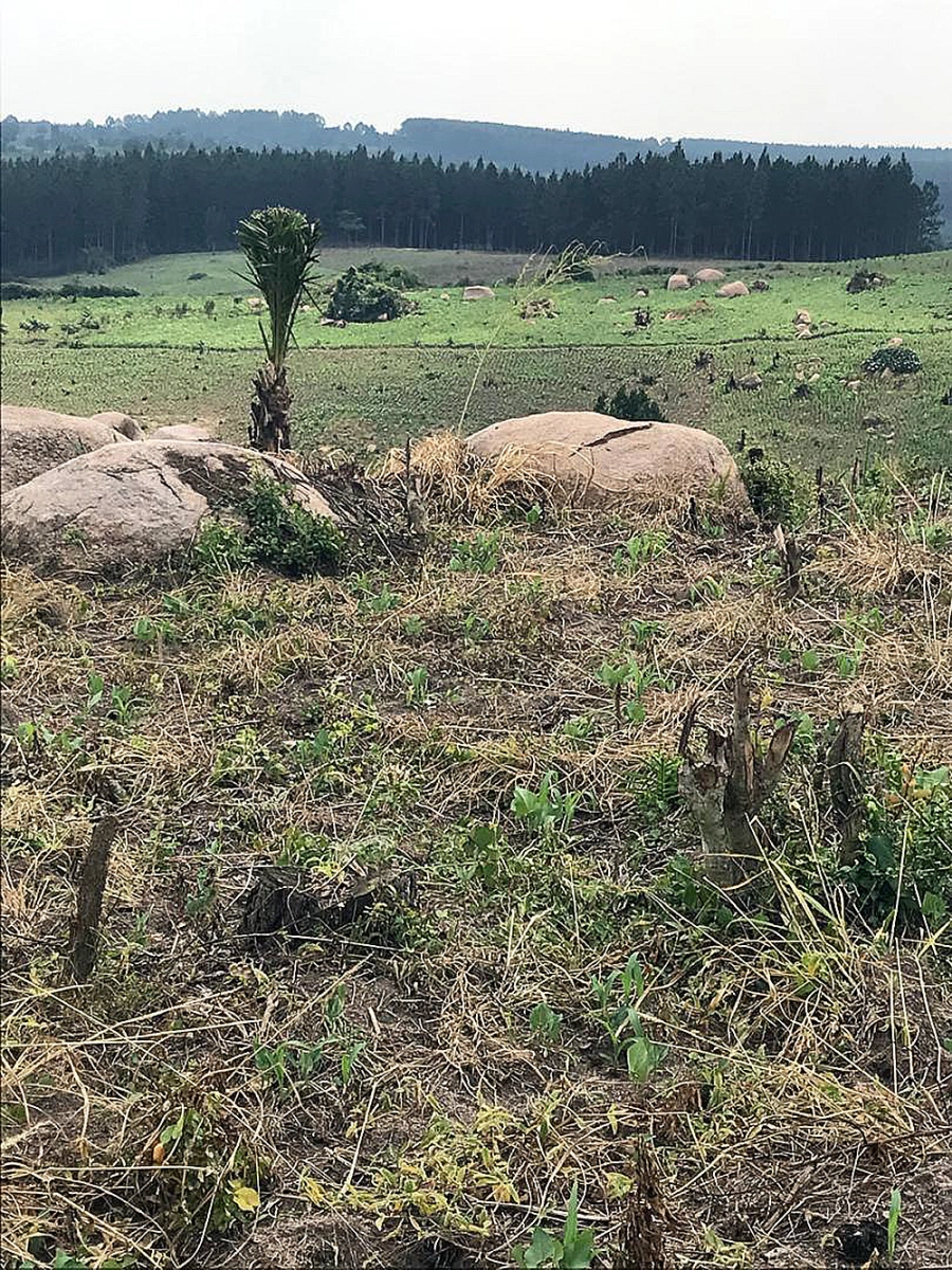 Altın madeni, Uganda'da
