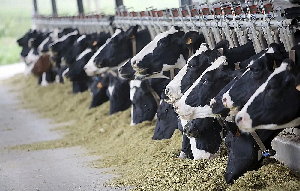 Tarım işletmesi, Tver bölgesinde, Rusya