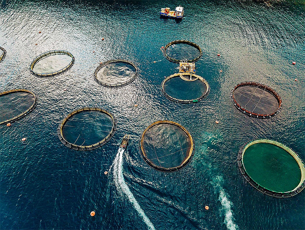 Рыбные заводы на северо-западе России