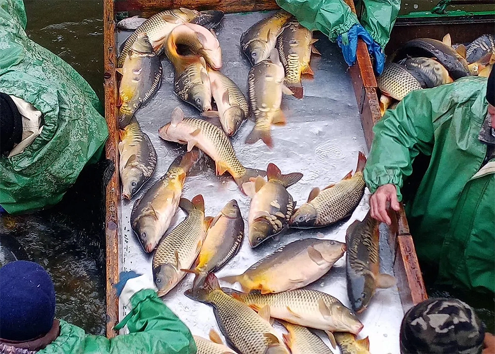 Рыбное хозяйство в Краснодарском крае, Россия