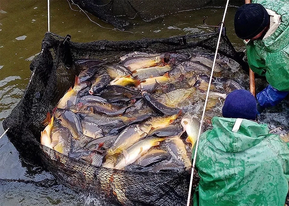 Рыбное хозяйство в Краснодарском крае, Россия