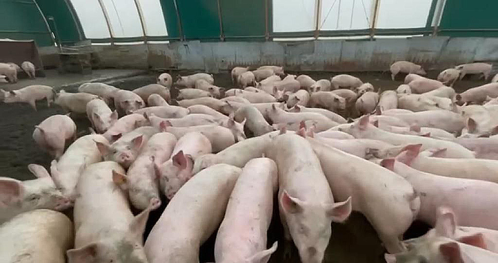 Pig breeding complex with crop fields in Kostanay region, Kazakhstan