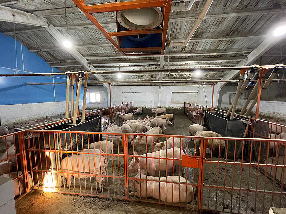 Pig breeding complex with crop fields in Kostanay region, Kazakhstan