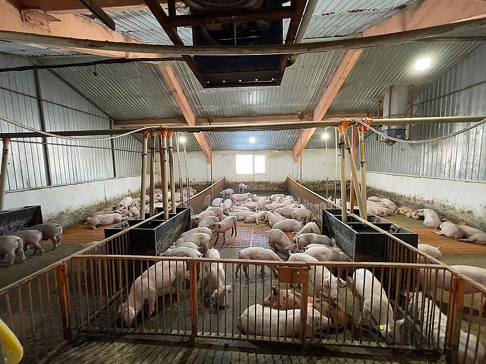 Pig breeding complex with crop fields in Kostanay region, Kazakhstan