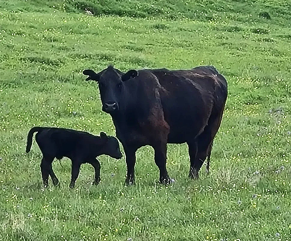 Livestock agribusiness in Almaty region, Kazakhstan