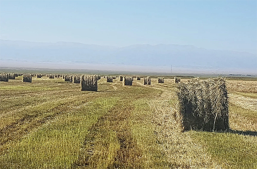 Livestock agribusiness in Almaty region, Kazakhstan