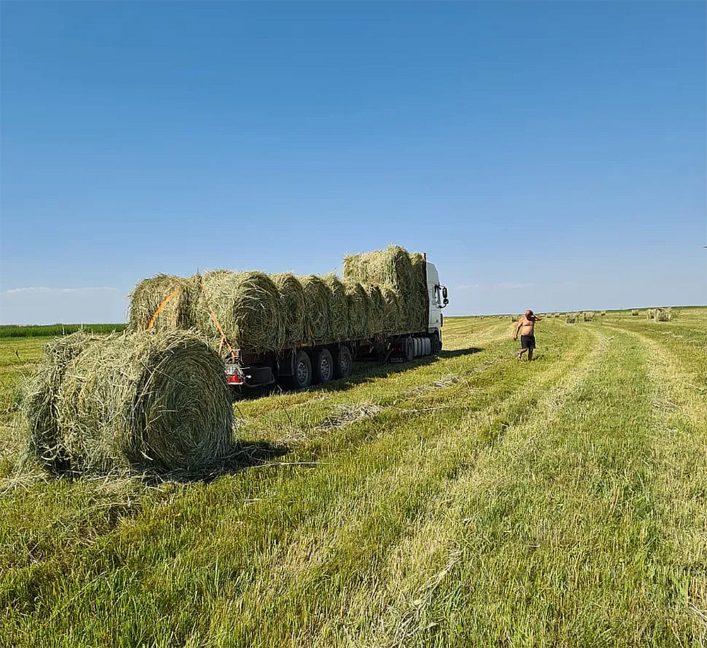 Hayvancılık tarımı, Almatı bölgesinde, Kazakistan