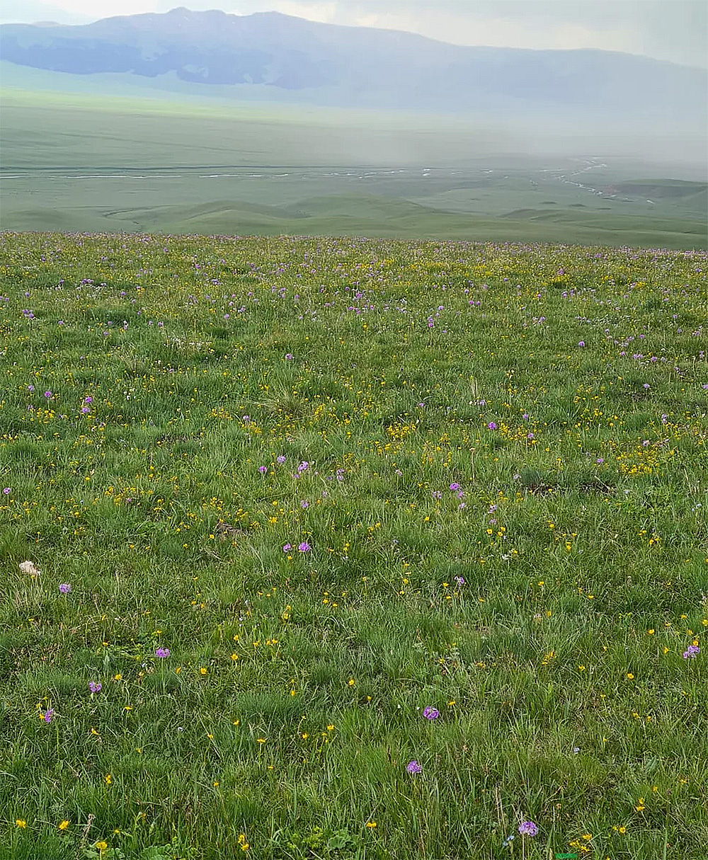 Livestock agribusiness in Almaty region, Kazakhstan