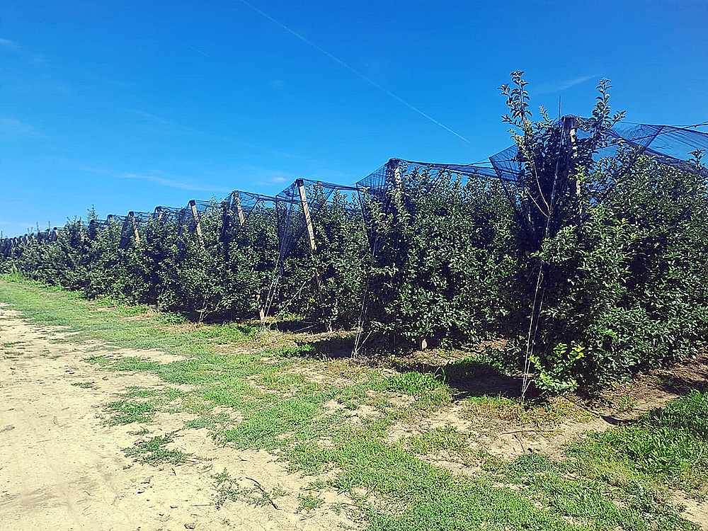 Farm gardening in Serbia