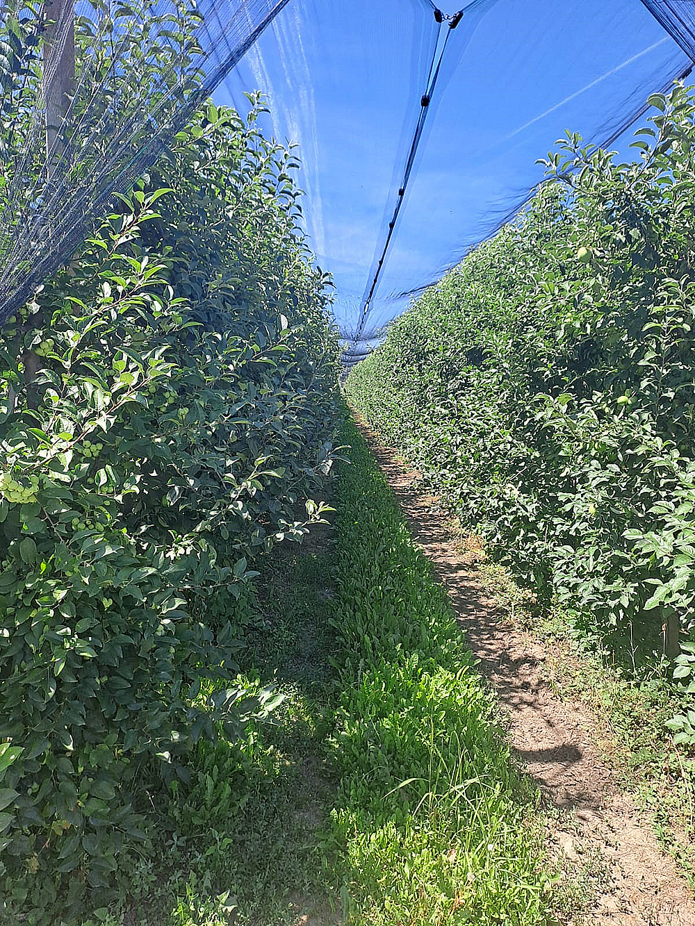 Farm gardening in Serbia