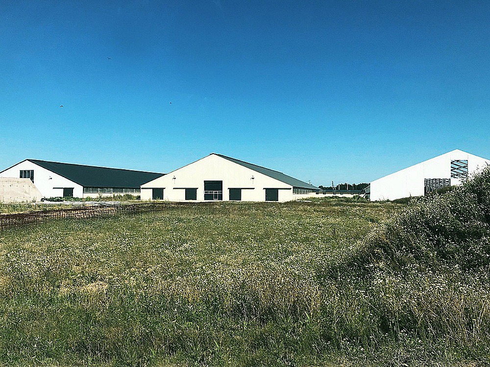 Dairy farm in Novgorod region, Russia