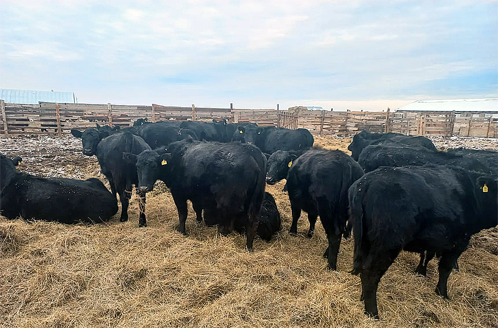 Livestock agribusiness in Almaty region, Kazakhstan