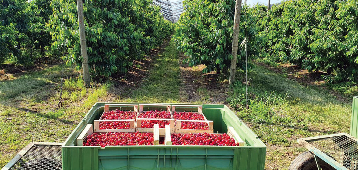 Farm gardening in Serbia