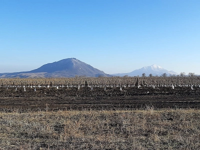 Gardening agricultural enterprise in Stavropol region, Russia