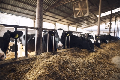 Animal feed manufacturing in India