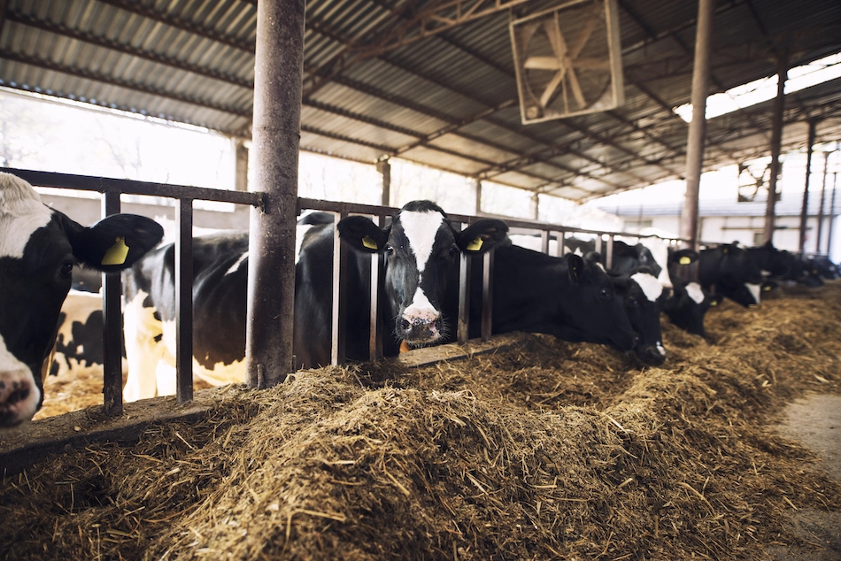 Animal feed manufacturing in India