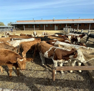 Livestock complex in Rostov region, Russia