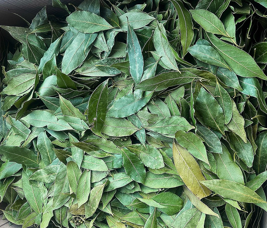 Bay leaf factory in Georgia