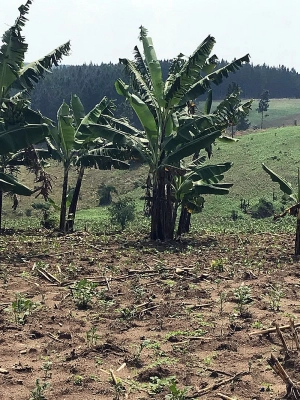 Altın madeni, Uganda'da