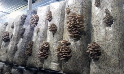 Kavak Mantarı Üretim İşletmesi, Belarus'ta