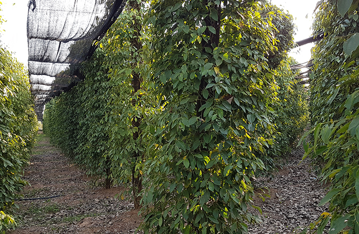 How Kampot pepper grows